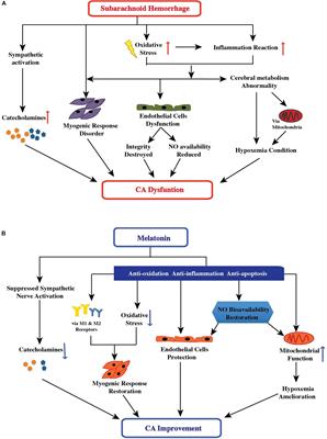 Antioxidant Melatonin: Potential Functions in Improving Cerebral Autoregulation After Subarachnoid Hemorrhage